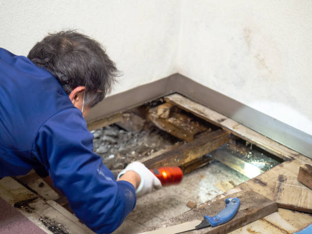 Best Black Mold Removal  in Venice Gardens, FL