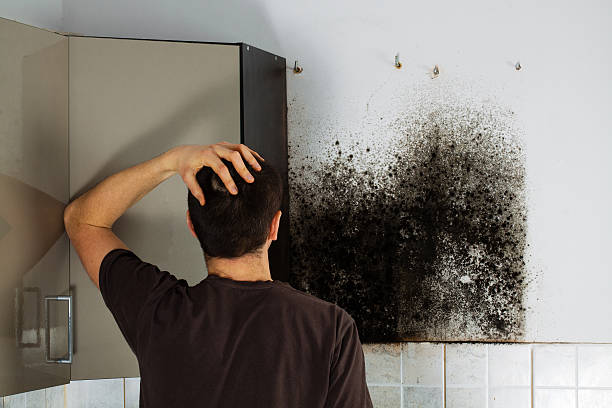 Best Residential Mold Removal  in Venice Gardens, FL