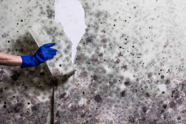 Best Certified Mold Removal  in Venice Gardens, FL