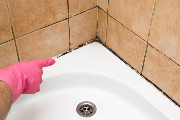 Best Emergency Mold Removal  in Venice Gardens, FL